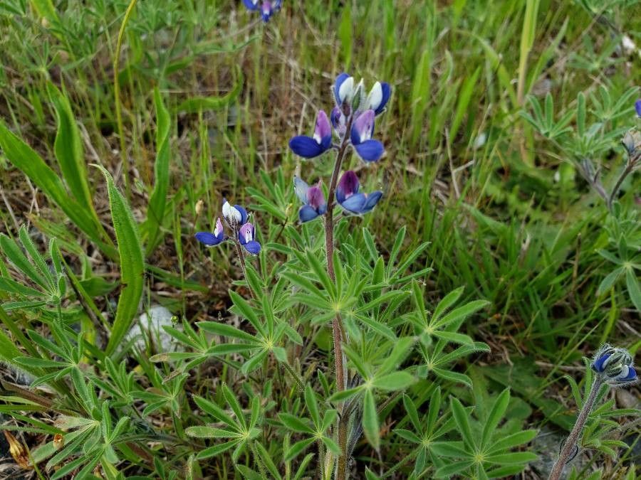 Lupinus bicolor — soil improver houseplant
