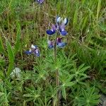 Lupinus bicolor