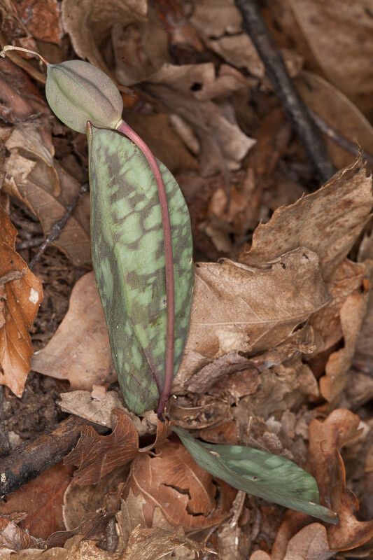 Erythronium dens-canis fruit