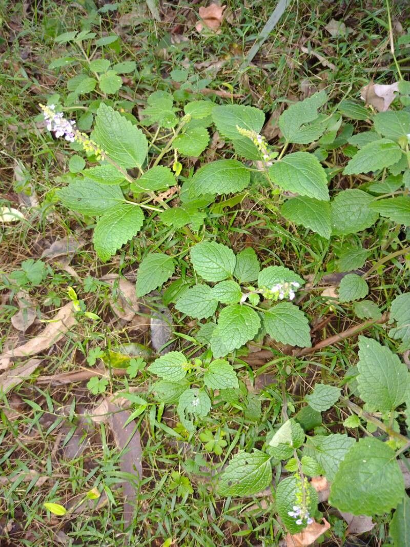 Coleus australis habit