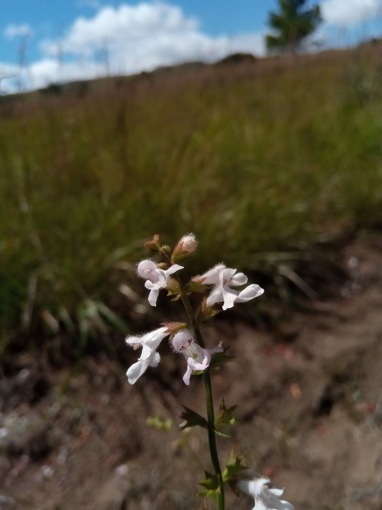 Stachys filifolia flower