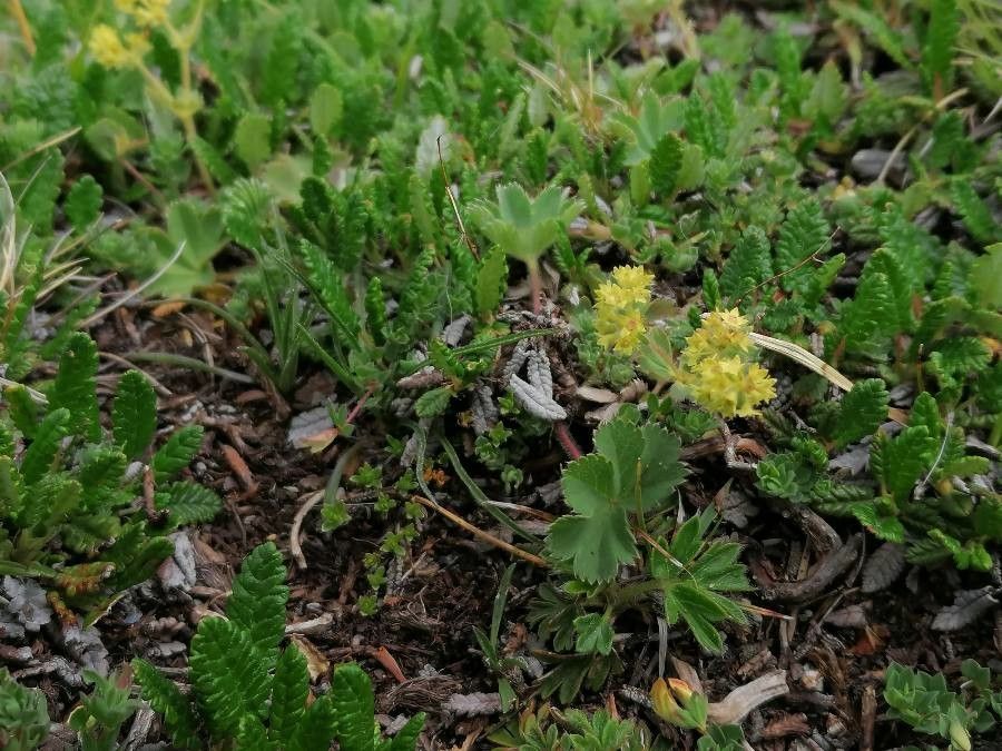 Alchemilla fissa habit