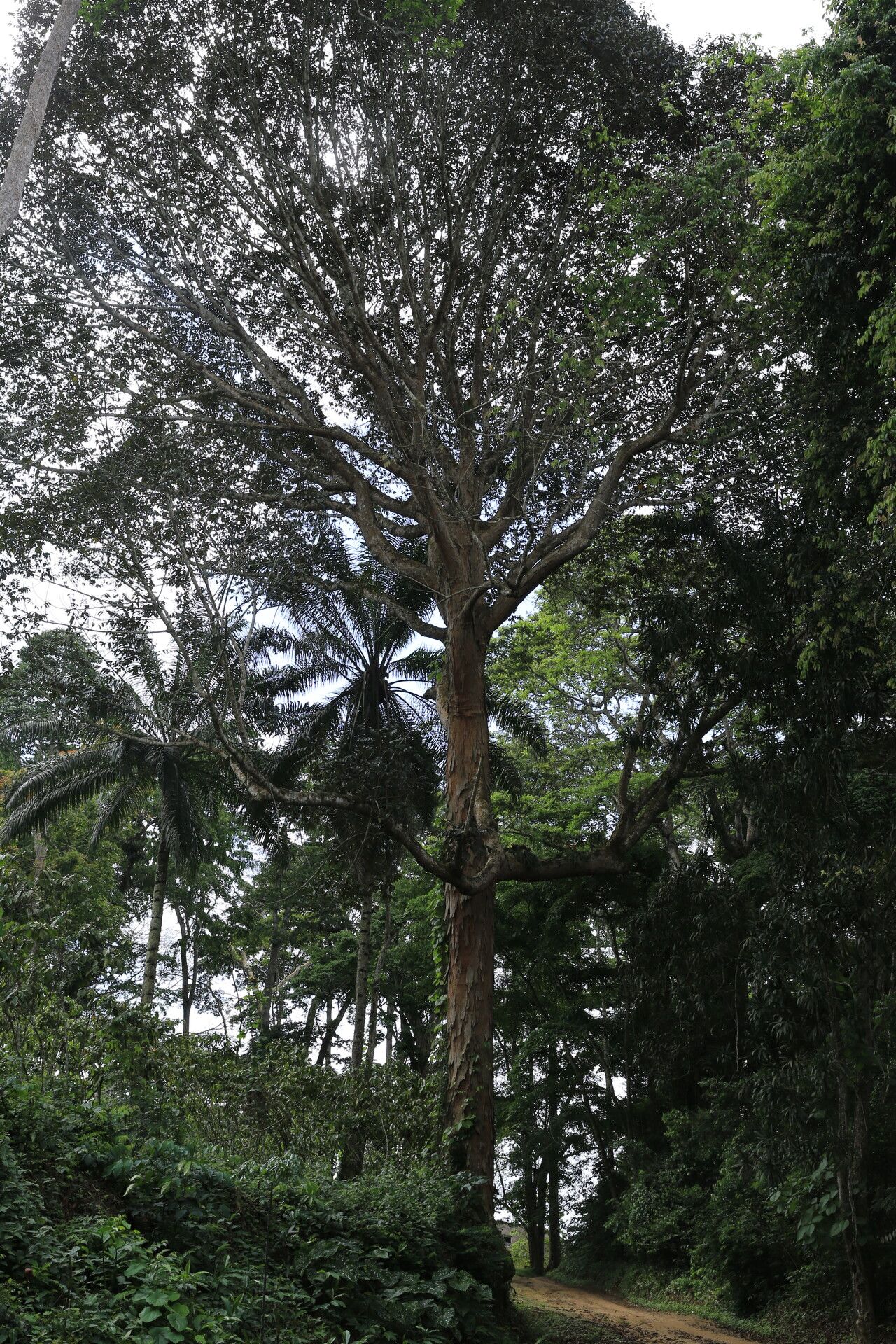 Pachylobus pubescens habit