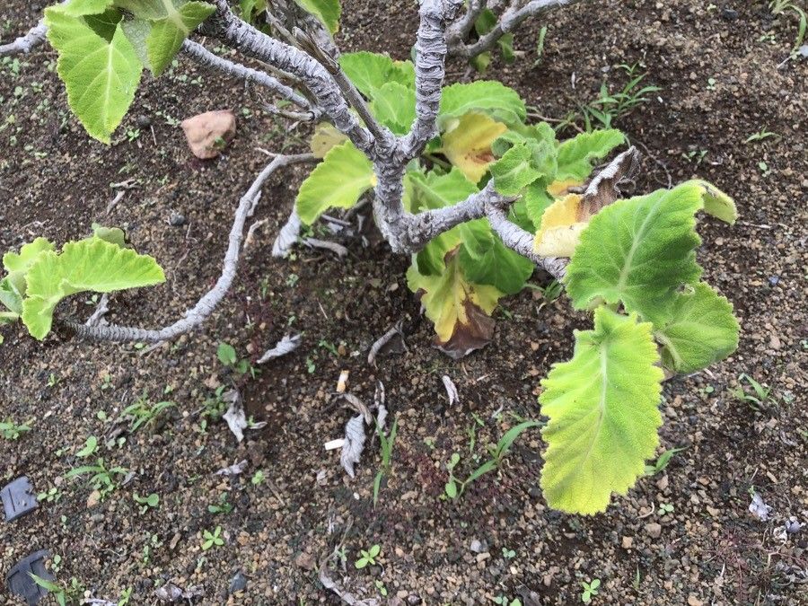 Salvia broussonetii — search result for 'Canary Islands'