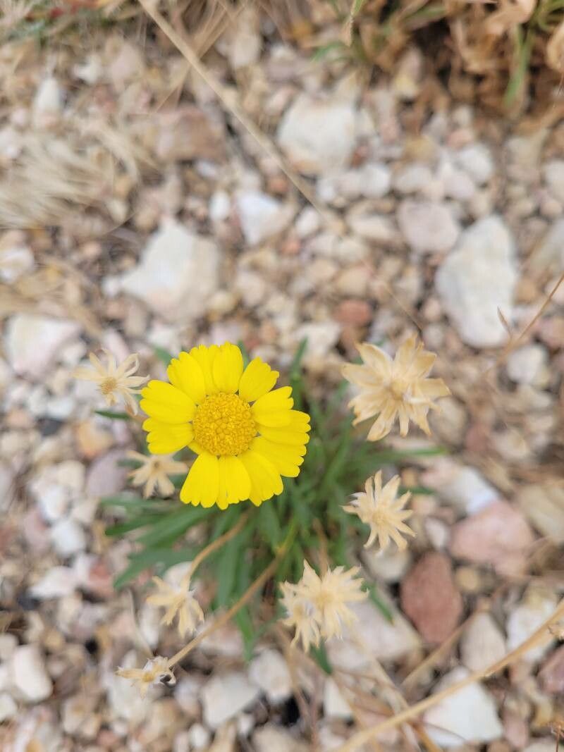 Tetraneuris scaposa flower