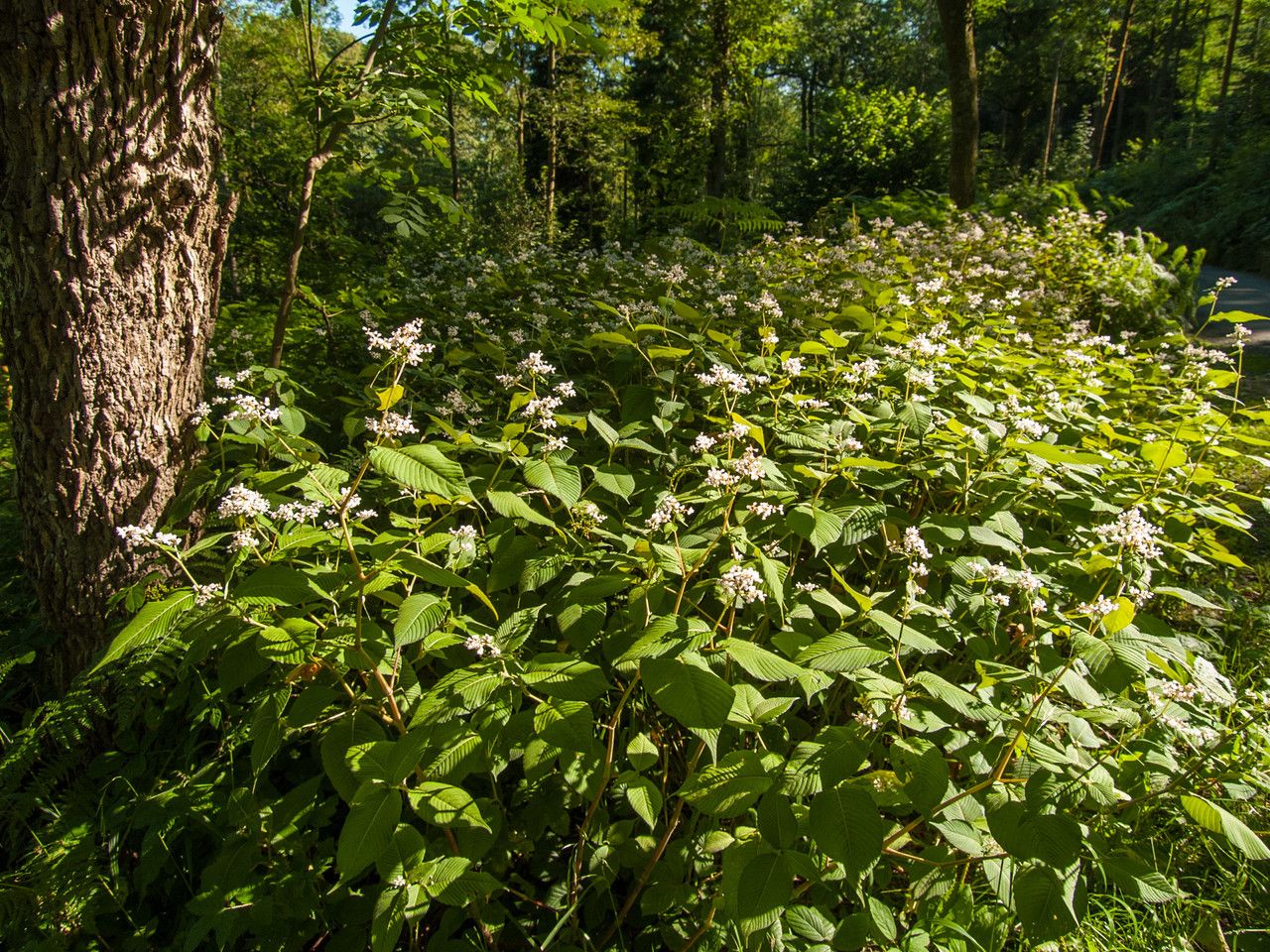 Persicaria campanulata habit
