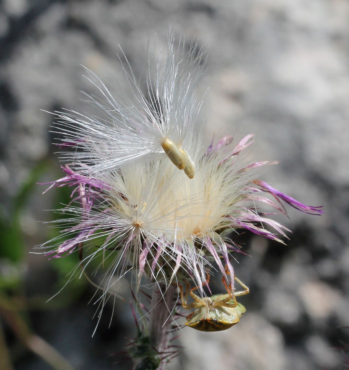 Carduus litigiosus fruit