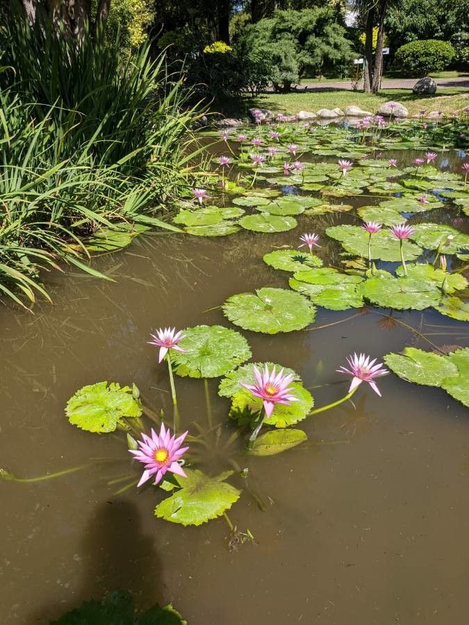 Nymphaea ampla habit