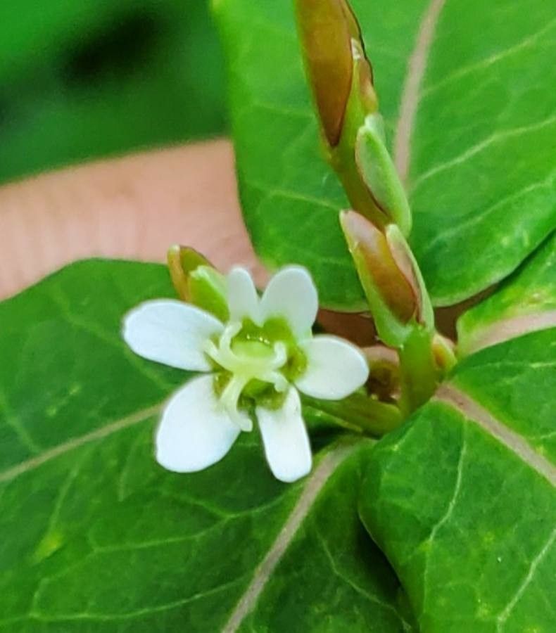 Euphorbia pubentissima flower