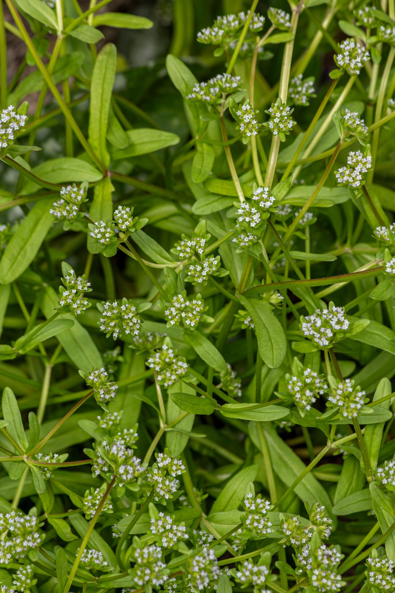 Valerianella carinata flower