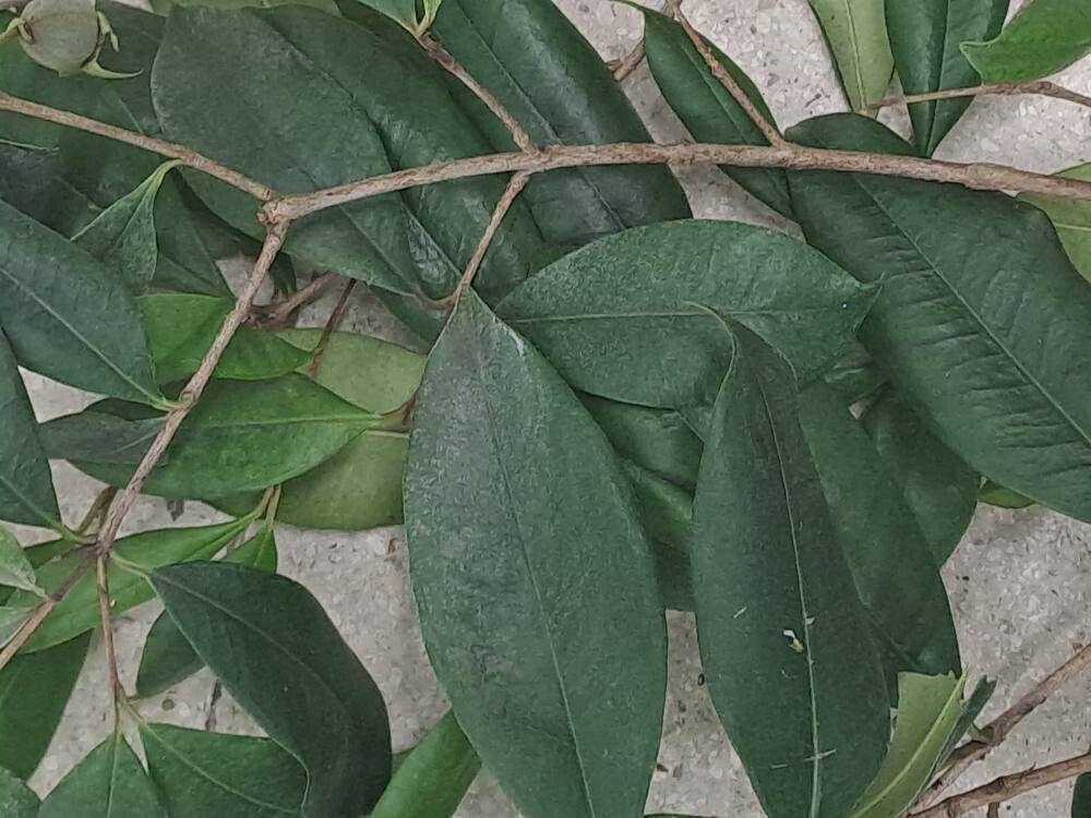 Eugenia luschnathiana — houseplant care guide