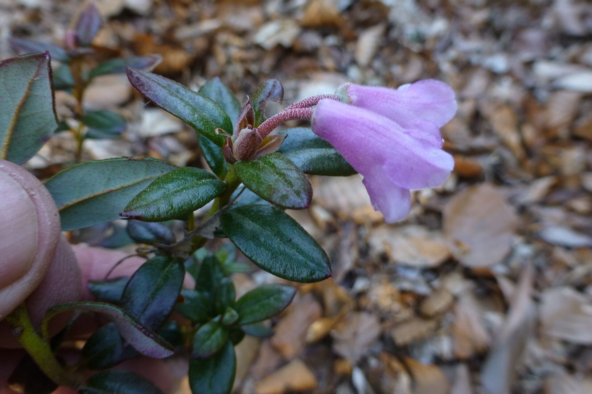 Rhododendron pumilum — houseplant care guide