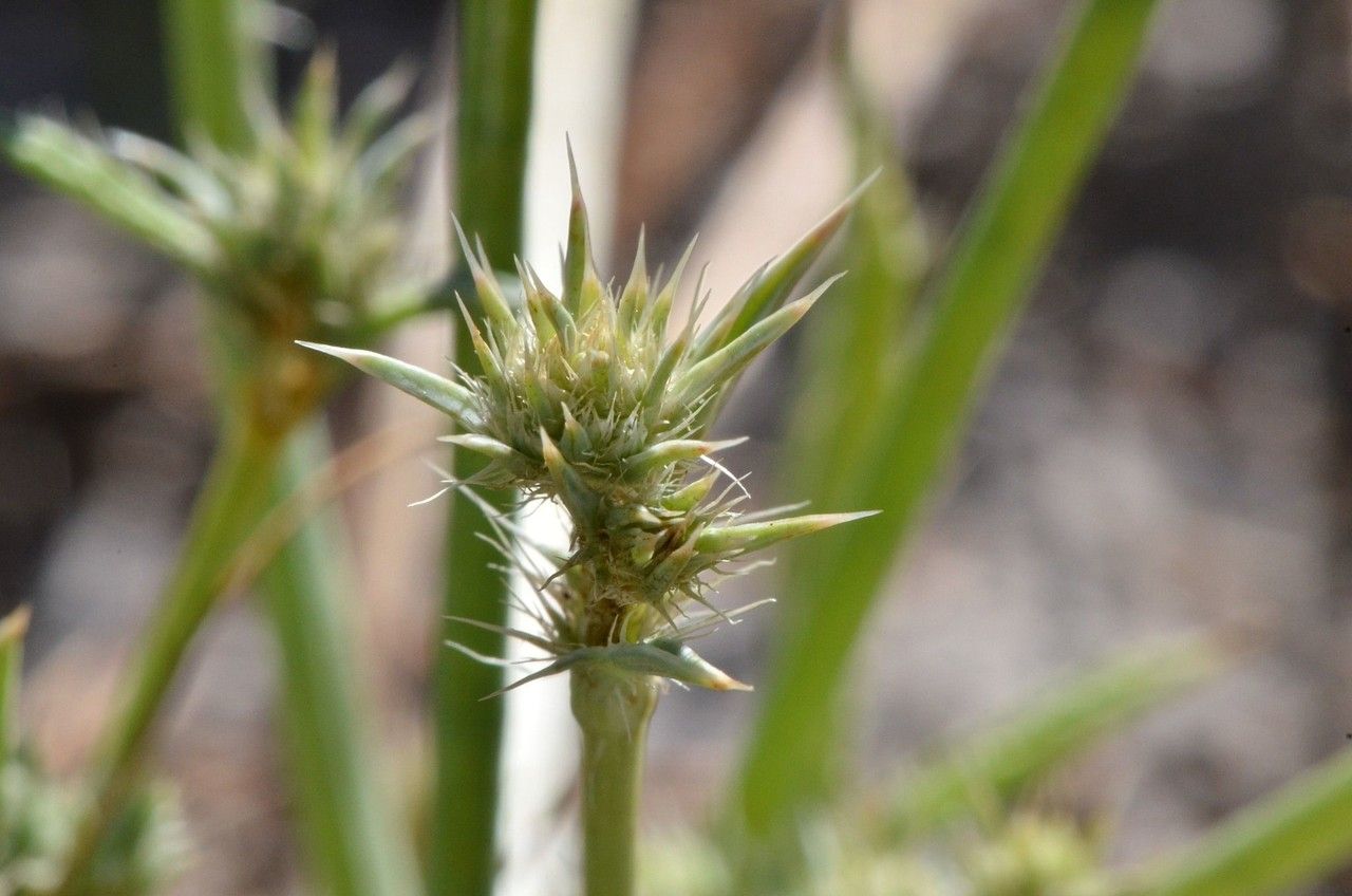 Eryngium aristulatum fruit
