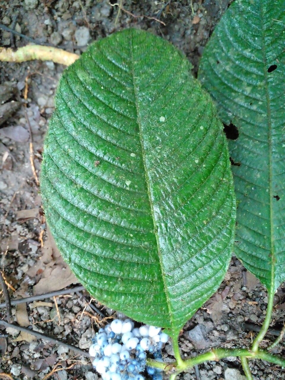 Psychotria pilosa leaf