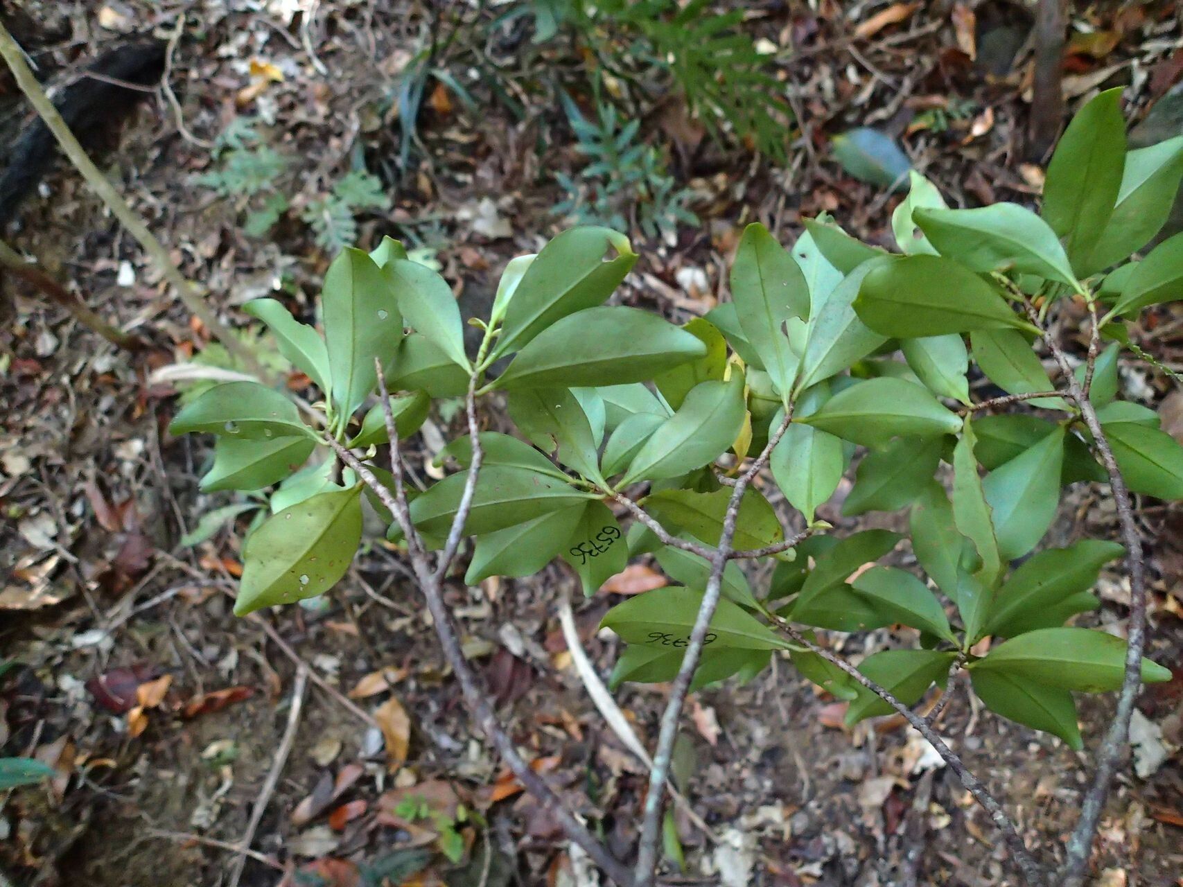 Myrsine arborea habit