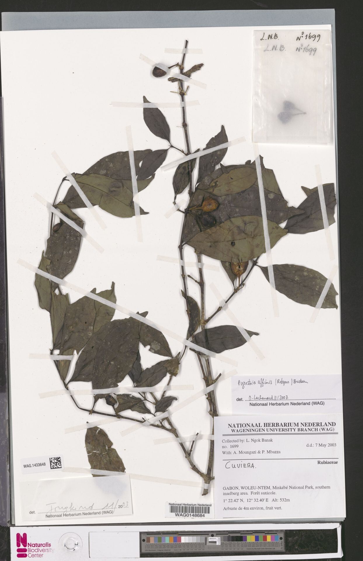 Pyrostria affinis — related species from the same genus