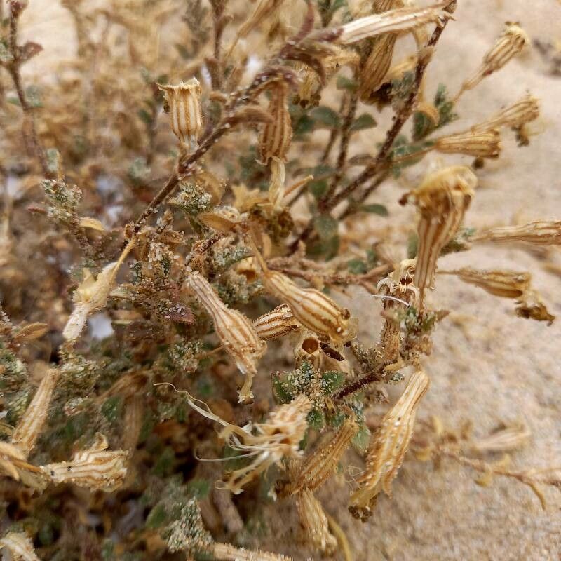 Silene succulenta fruit