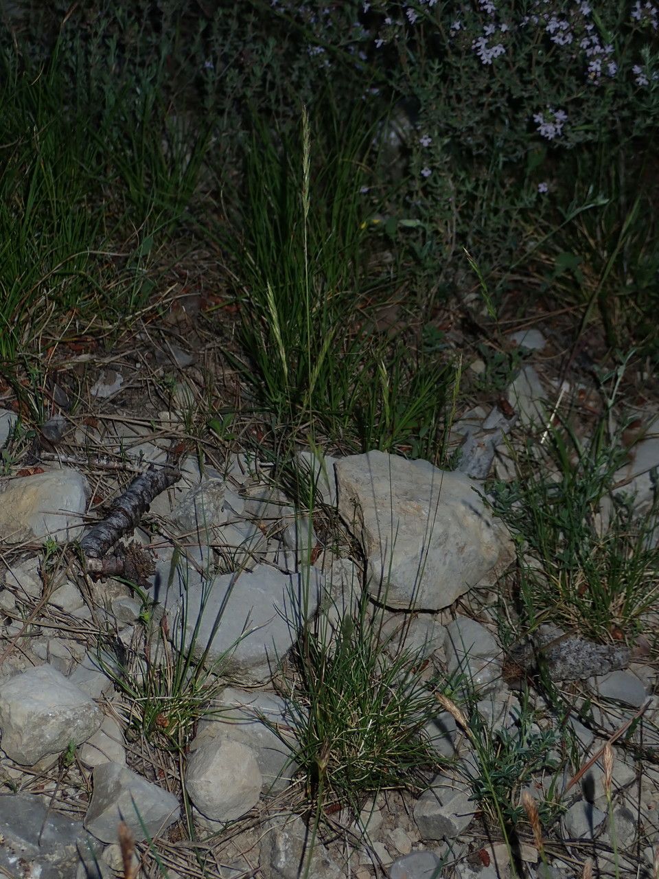 Festuca occitanica habit