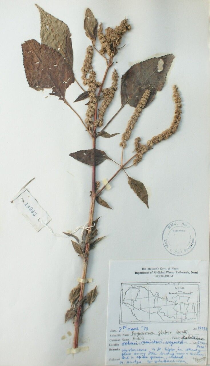 Pogostemon glaber other