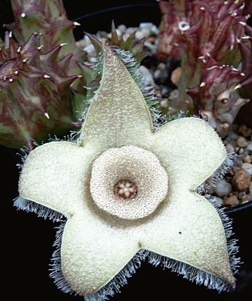Orbea ciliata flower