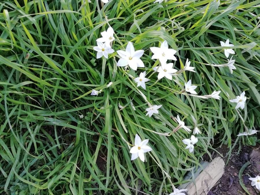 Tristagma uniflorum bark