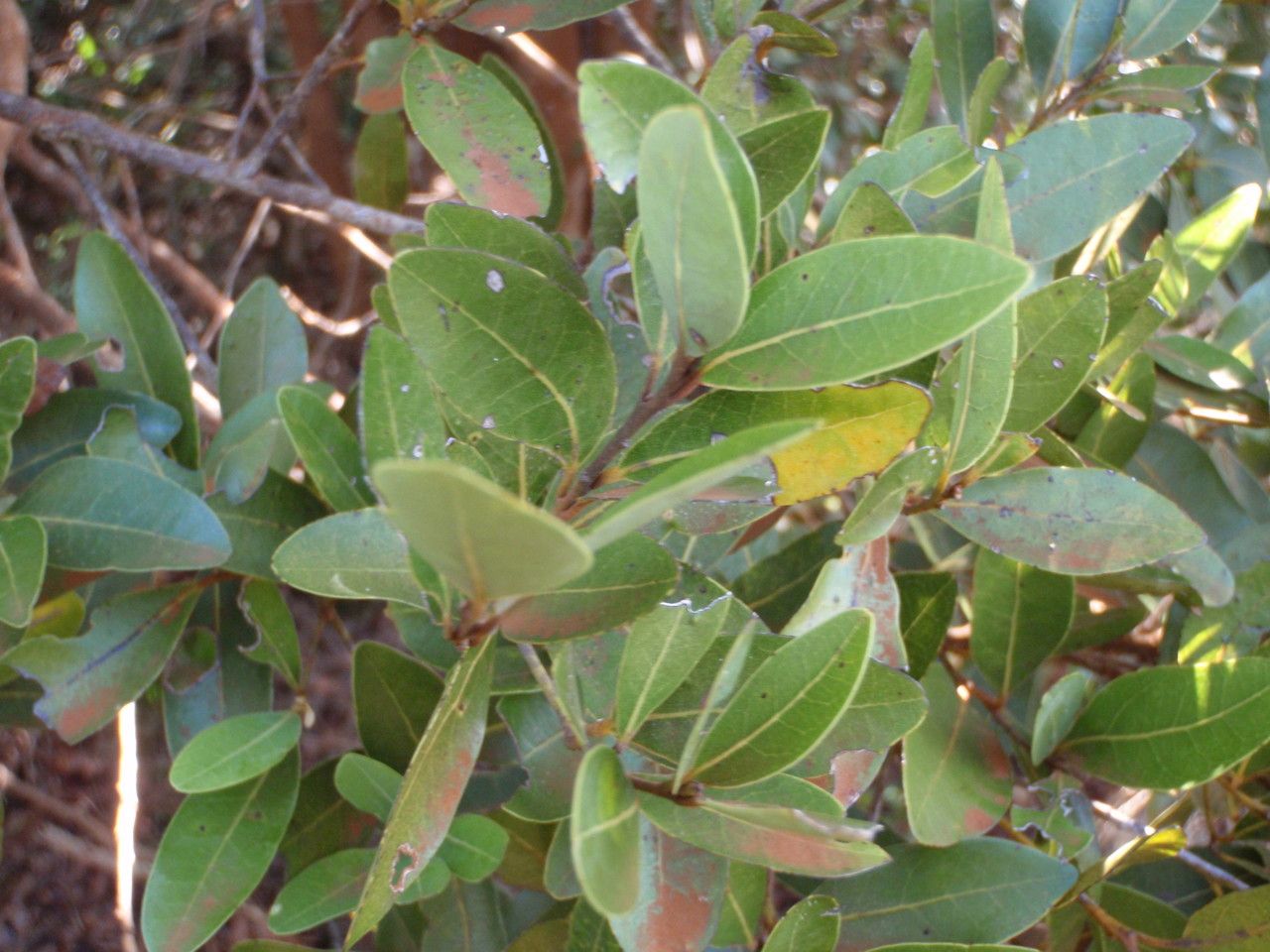 Cryptocarya leptospermoides habit