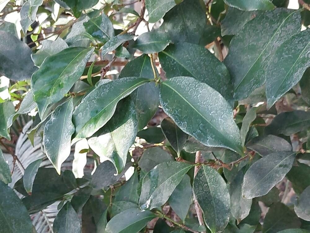 Coffea zanguebariae — houseplant care guide