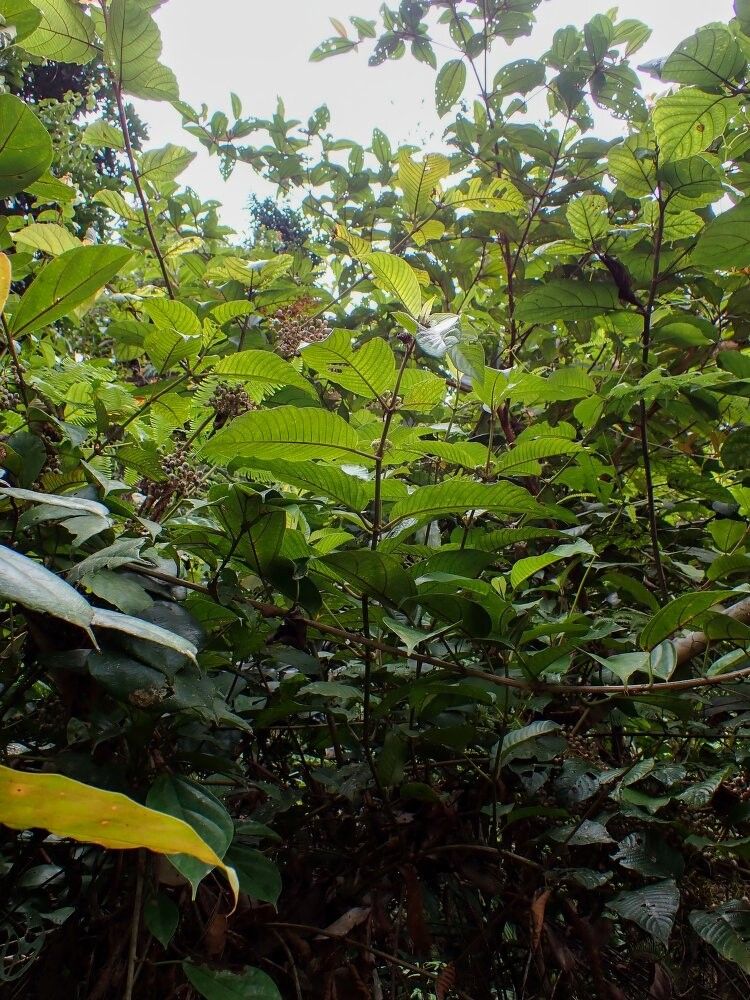 Sabicea proselyta — houseplant care guide