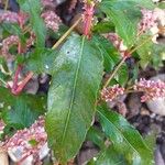 Persicaria maculosa
