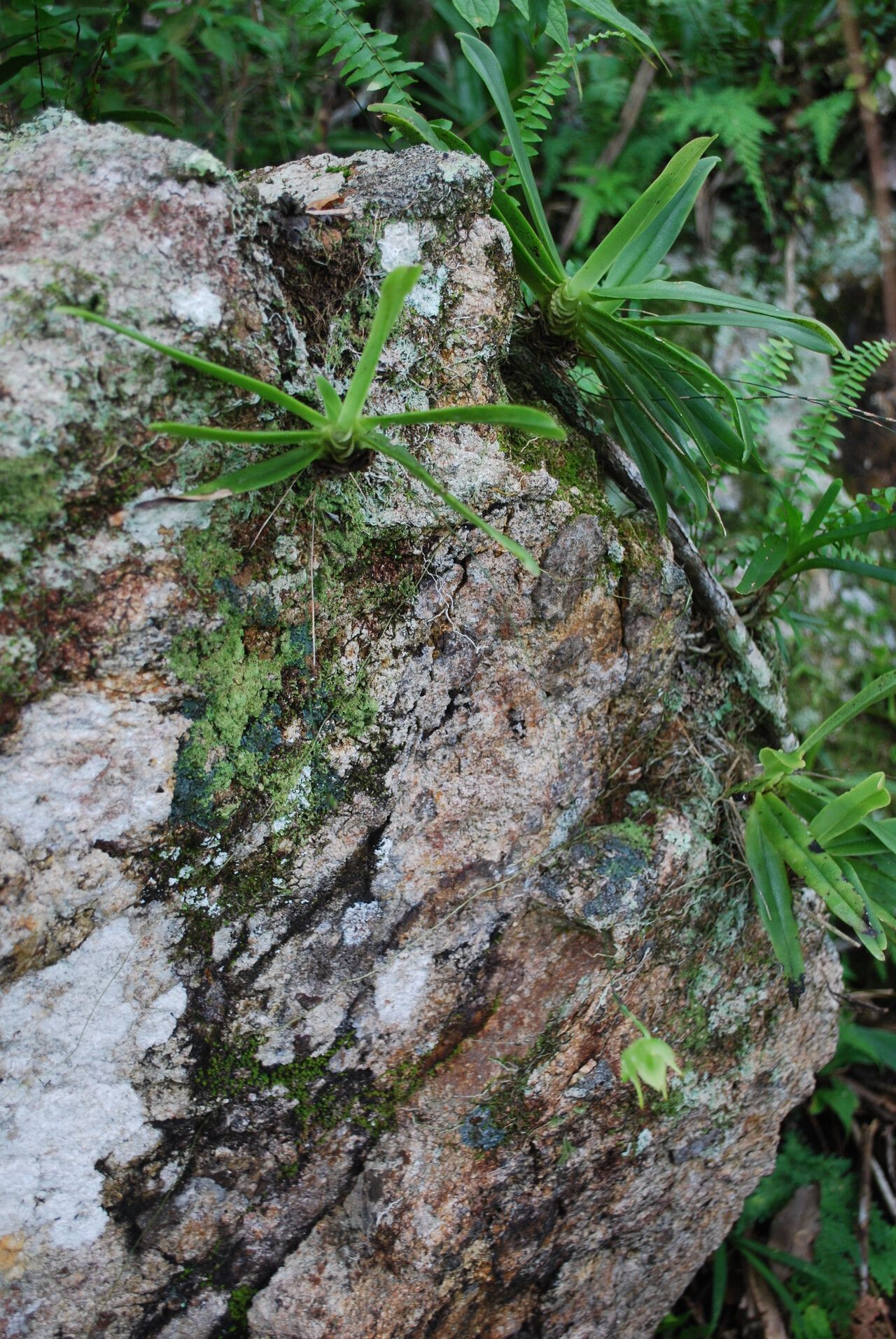 Aeranthes moratii — houseplant care guide