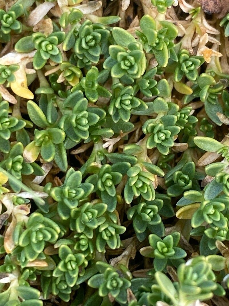 Arenaria serpens — houseplant care guide