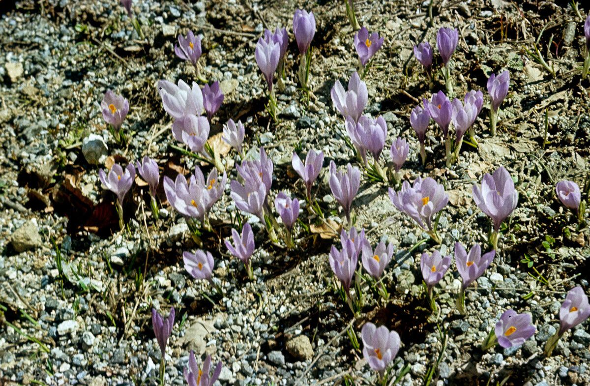 Crocus biflorus flower