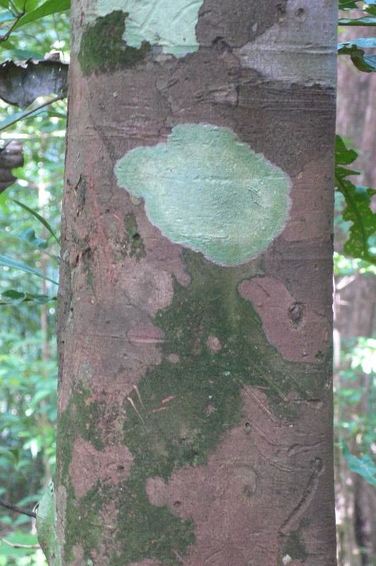 Sloanea durissima bark