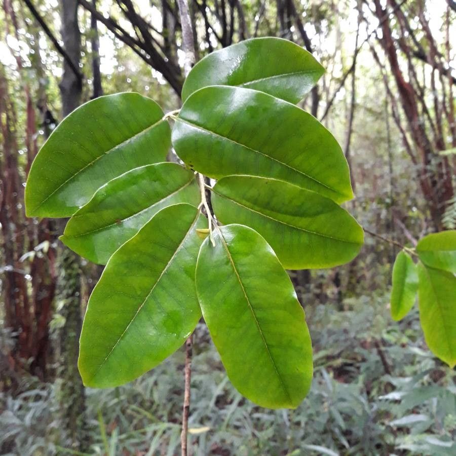 Diospyros borbonica leaf