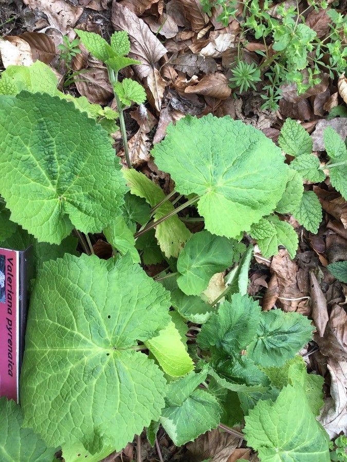 Valeriana pyrenaica — sleep aid houseplant