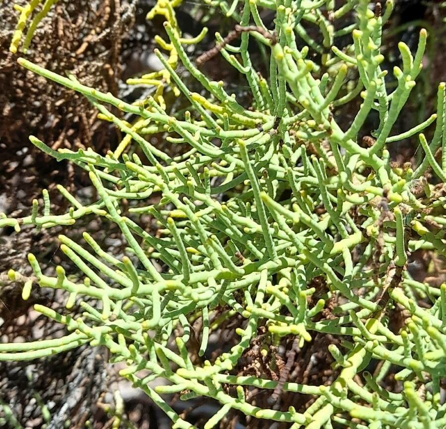 Allenrolfea vaginata — related species from the same genus