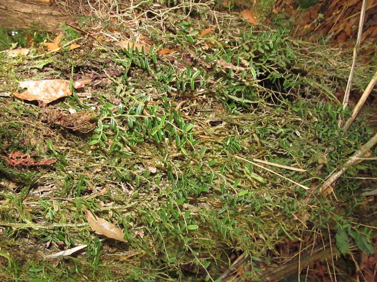 Epidendrum repens habit