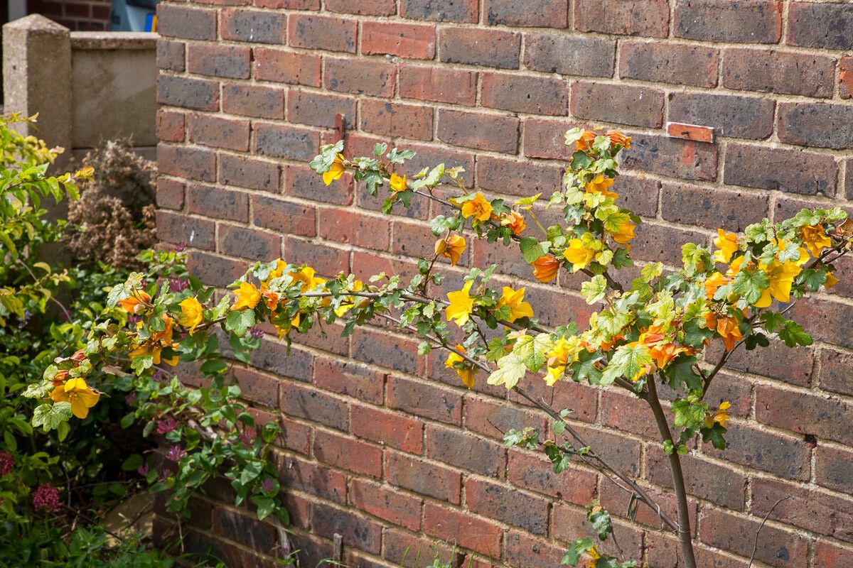 Fremontodendron californicum — search result for 'Malvaceae'