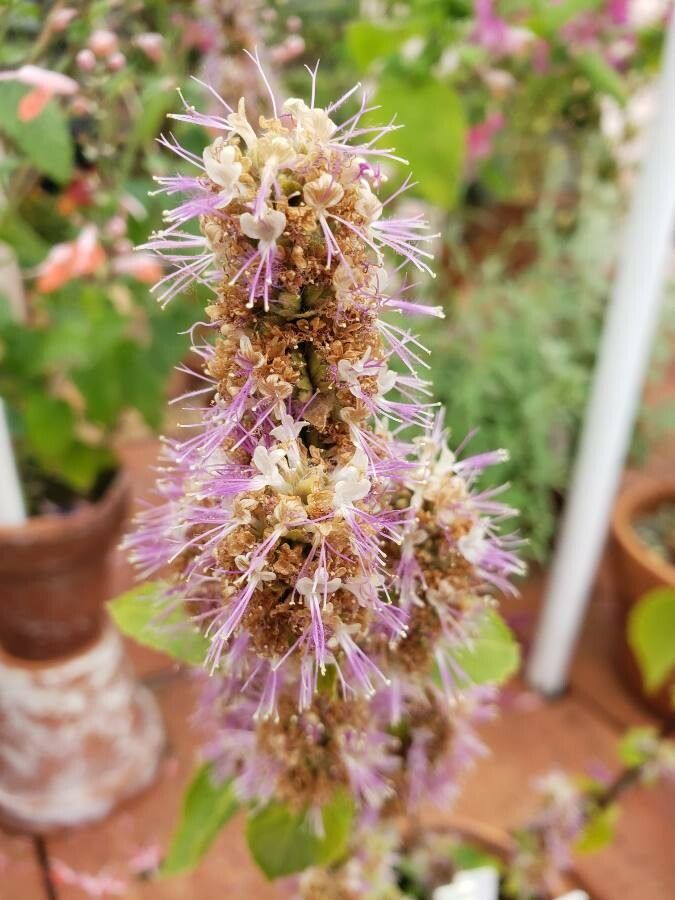 Pogostemon heyneanus flower