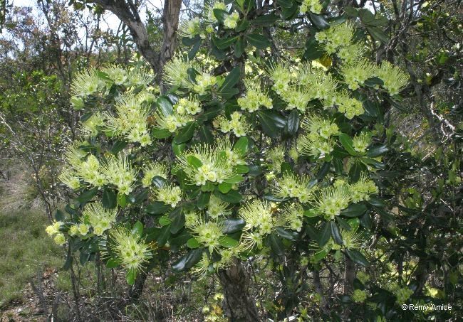 Xanthostemon carlii habit