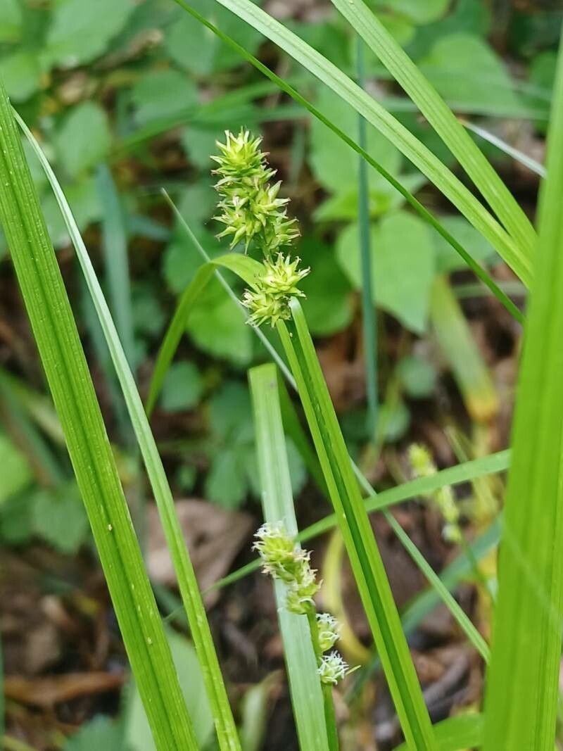 Carex muricata fruit