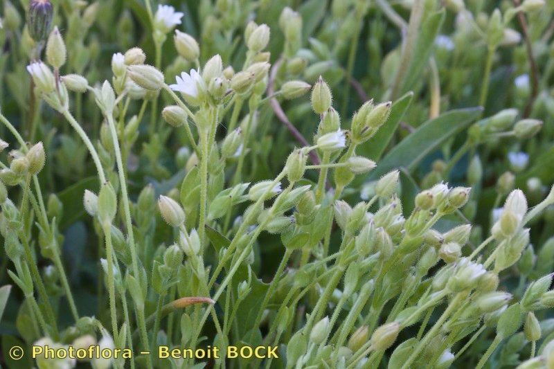 Cerastium gracile — houseplant care guide