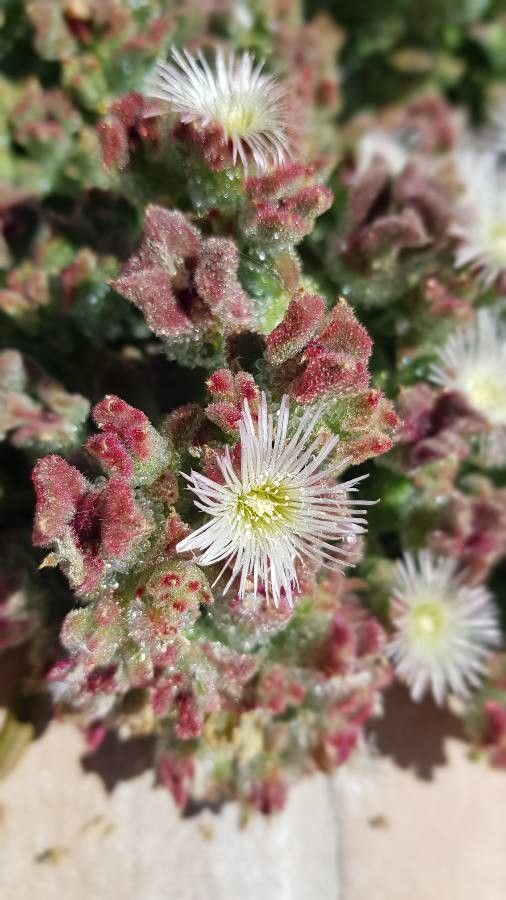 Mesembryanthemum crystallinum flower