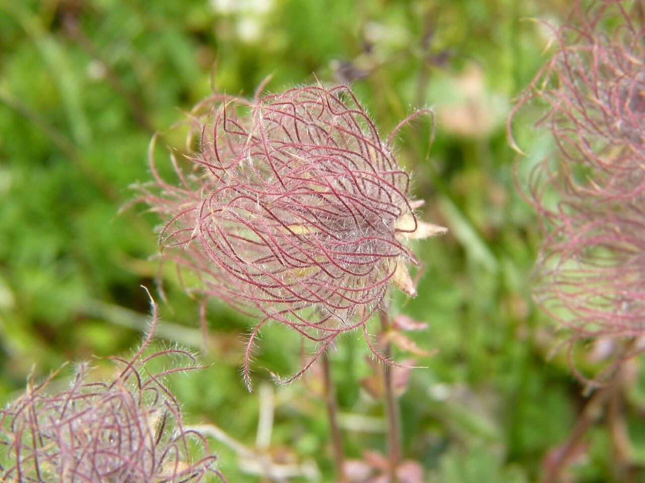 Geum montanum fruit