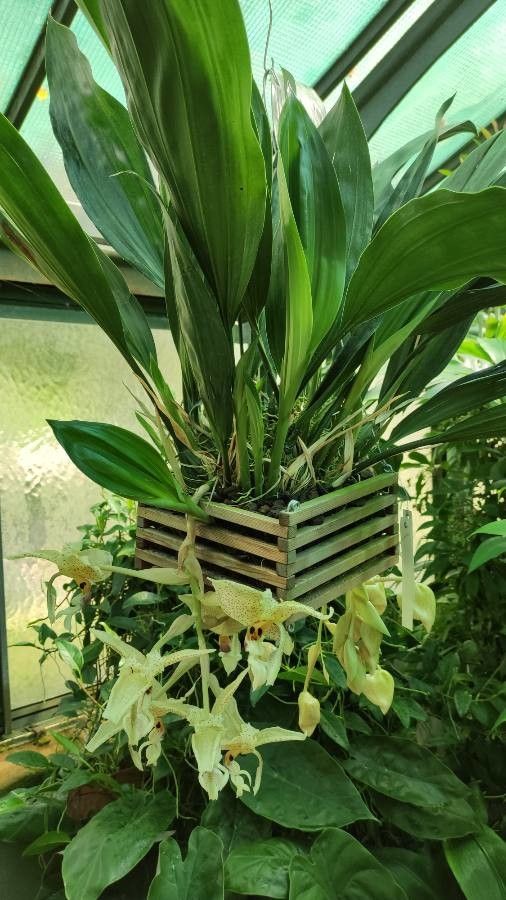 Stanhopea oculata habit