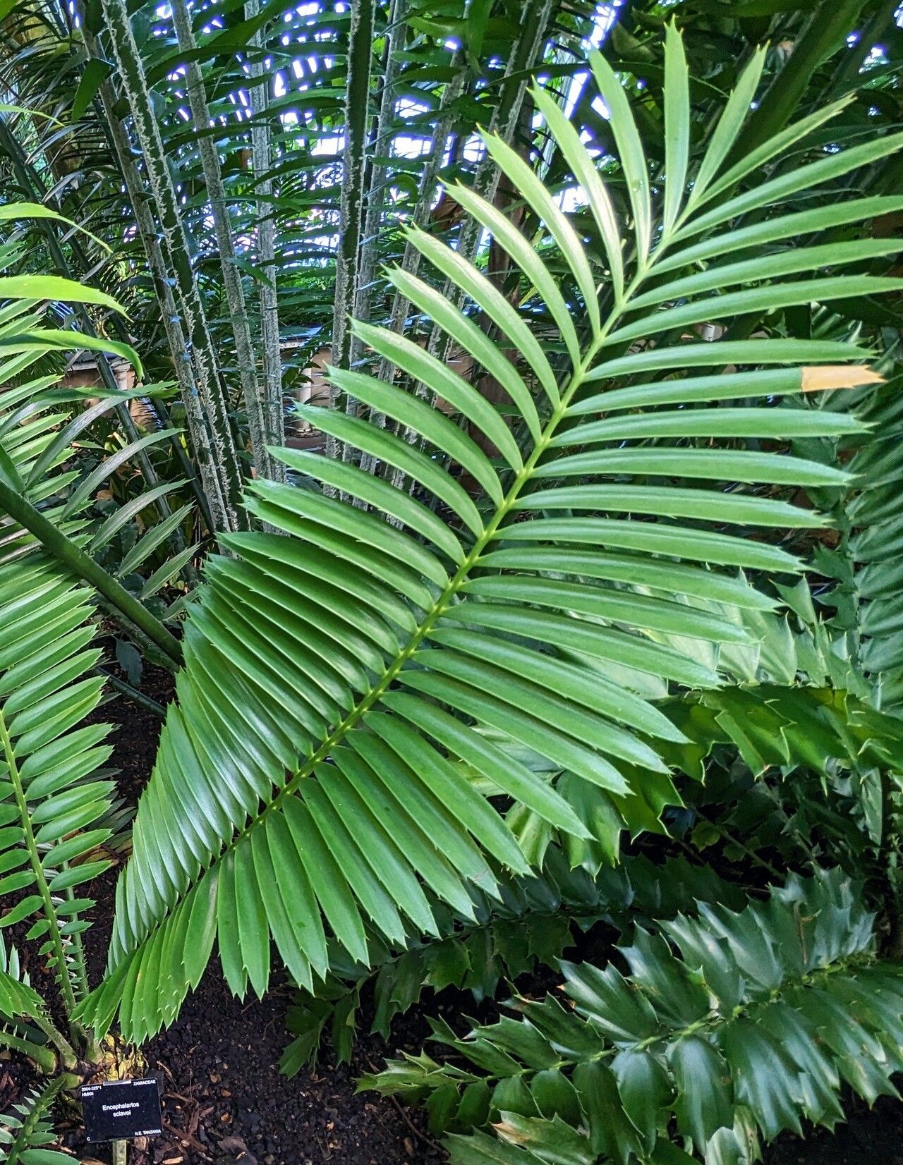 Encephalartos sclavoi — houseplant care guide