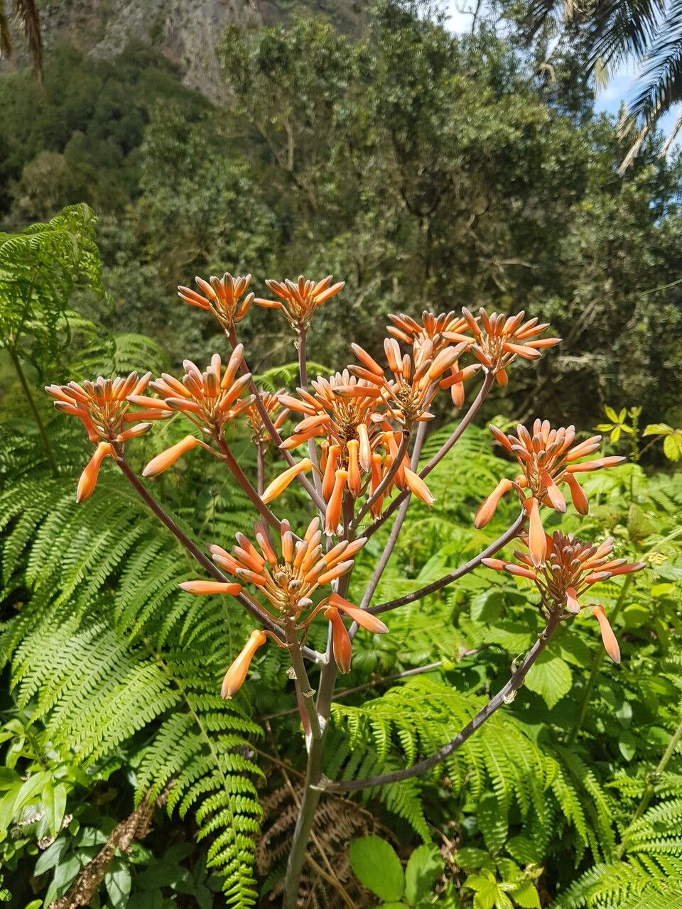 Aloe grandidentata flower