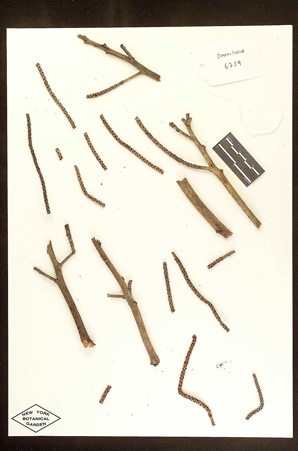 Dypsis tokoravina — houseplant care guide