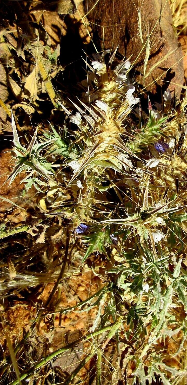 Blepharis ciliaris flower