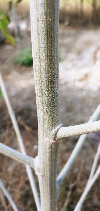 Vernonia polyantha bark